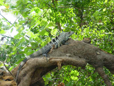 DerLeguan.jpg (469644 Byte)