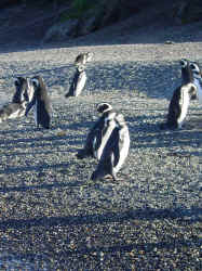 Pinguine3.jpg (144076 Byte)