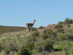 guanaco.jpg (127695 Byte)