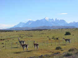 Guanacos2.jpg (280927 Byte)